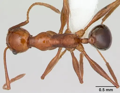 Pheidole bergi - CASENT0178009