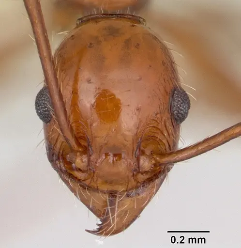 Pheidole bergi - CASENT0178009