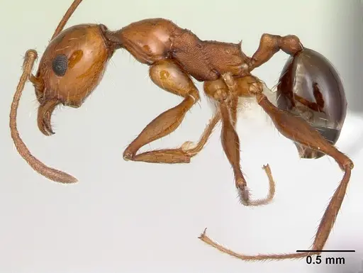 Pheidole bergi - CASENT0178009