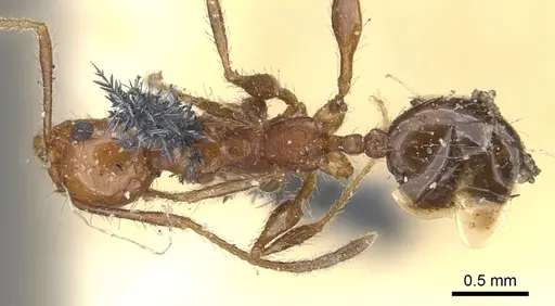 Pheidole bergi - CASENT0901567