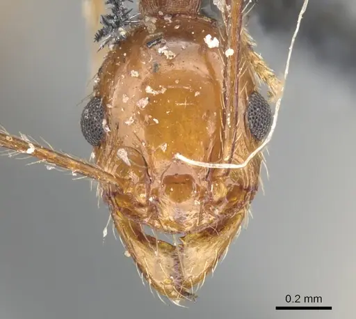 Pheidole bergi - CASENT0901567