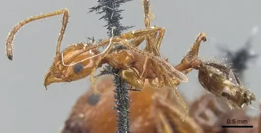 Pheidole bergi - CASENT0901567