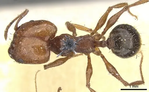 Pheidole bergi - CASENT0901568