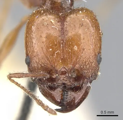 Pheidole bergi - CASENT0901568