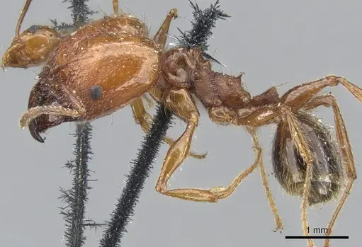 Pheidole bergi - CASENT0901568