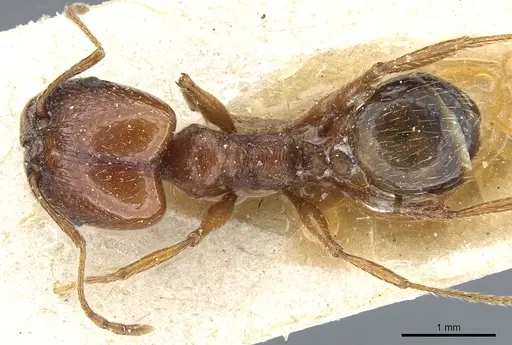 Pheidole bergi - CASENT0904330