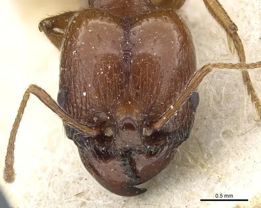 Pheidole bergi - CASENT0904330