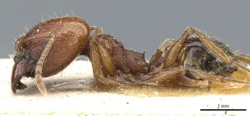 Pheidole bergi - CASENT0904330