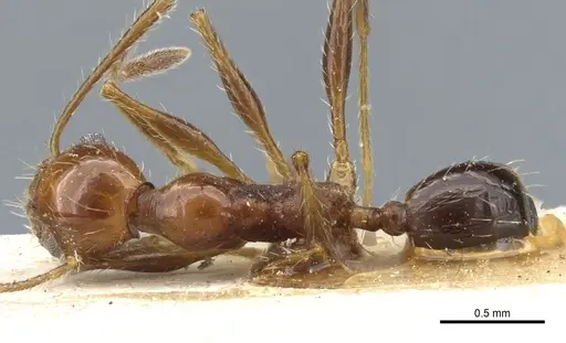 Pheidole bergi - CASENT0904331
