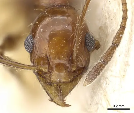 Pheidole bergi - CASENT0904331