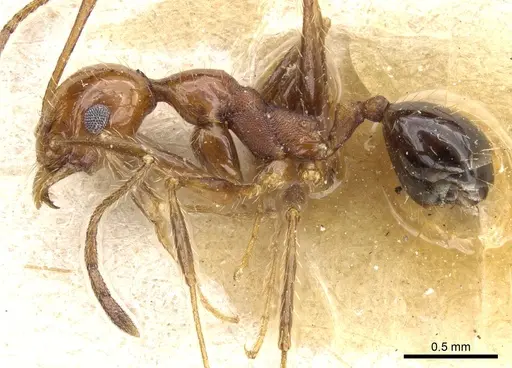 Pheidole bergi - CASENT0904331