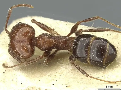 Pheidole bergi - CASENT0913277