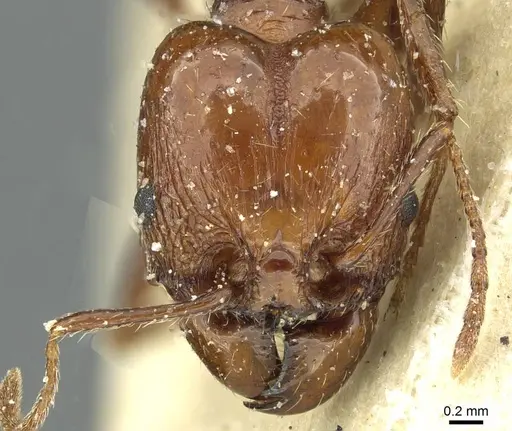 Pheidole bergi - CASENT0913277
