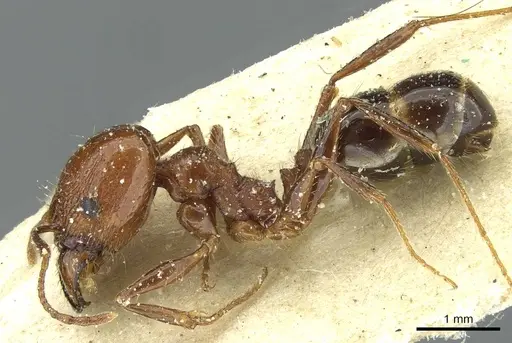 Pheidole bergi - CASENT0913277