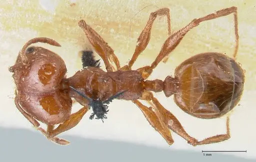 Pheidole bergi - FOCOL1546