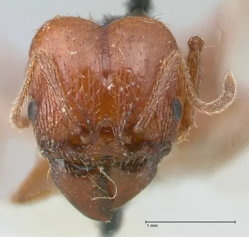 Pheidole bergi - FOCOL1546