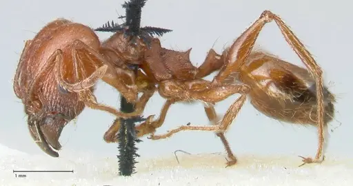 Pheidole bergi - FOCOL1546