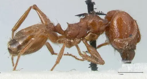 Pheidole bergi - FOCOL1546