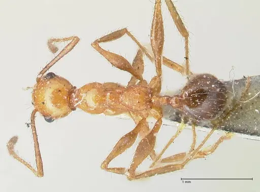 Pheidole bergi - FOCOL1547