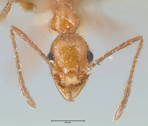 Pheidole bergi - FOCOL1547