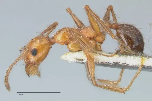 Pheidole bergi - FOCOL1547