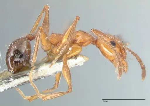 Pheidole bergi - FOCOL1547