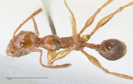 Pheidole bergi - FOCOL1548