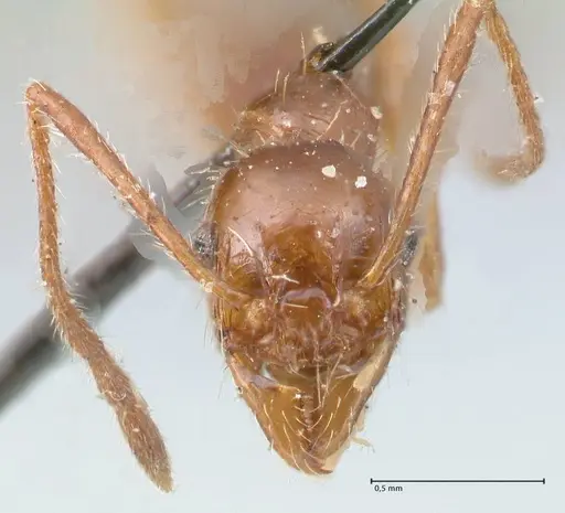 Pheidole bergi - FOCOL1548