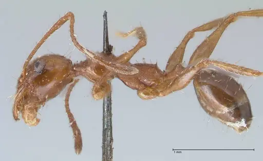 Pheidole bergi - FOCOL1548