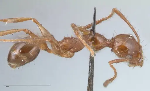 Pheidole bergi - FOCOL1548