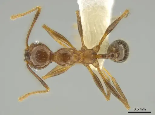 Pheidole besalon specimen