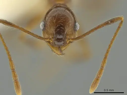 Pheidole besalon specimen