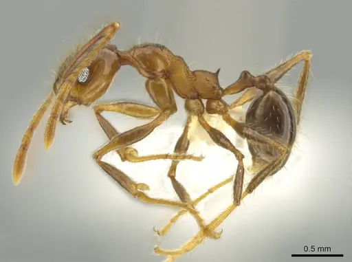 Pheidole besalon specimen