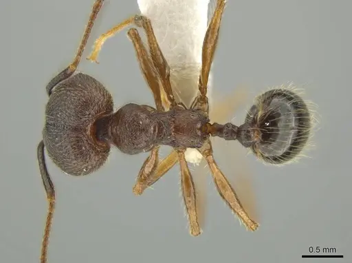 Pheidole besalon - CASENT0631747