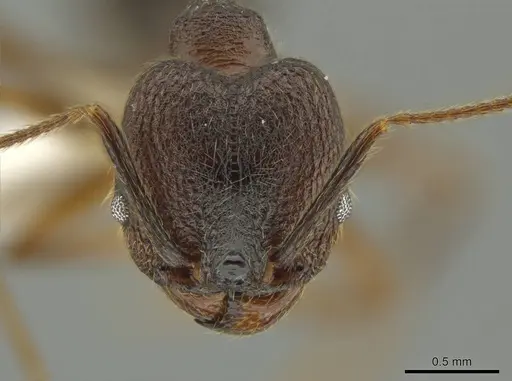 Pheidole besalon - CASENT0631747