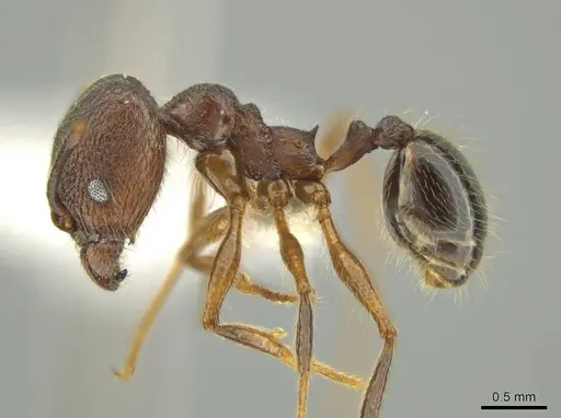 Pheidole besalon - CASENT0631747