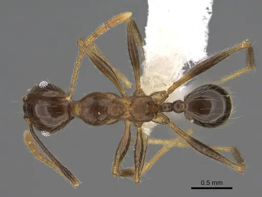 Pheidole besalon - CASENT0646496