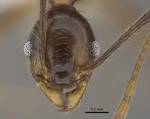 Pheidole besalon - CASENT0646496