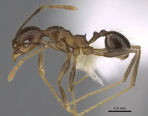 Pheidole besalon - CASENT0646496