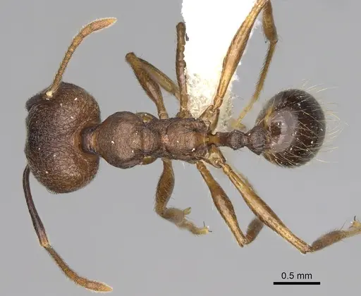 Pheidole besalon - CASENT0646498