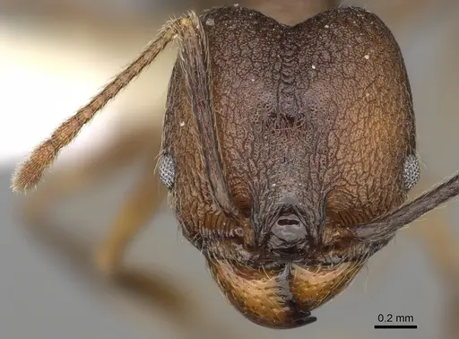 Pheidole besalon - CASENT0646498