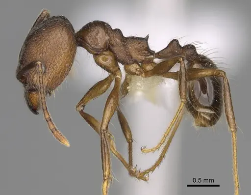 Pheidole besalon - CASENT0646498