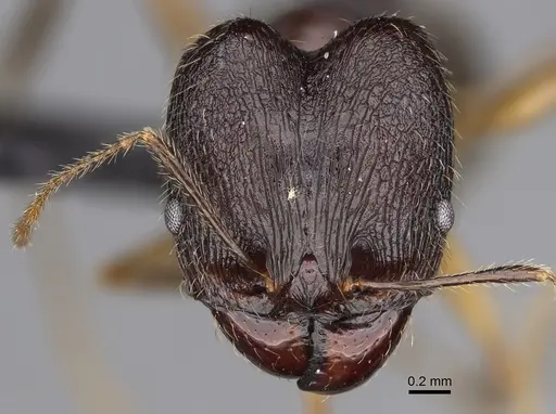 Pheidole bessonii specimen