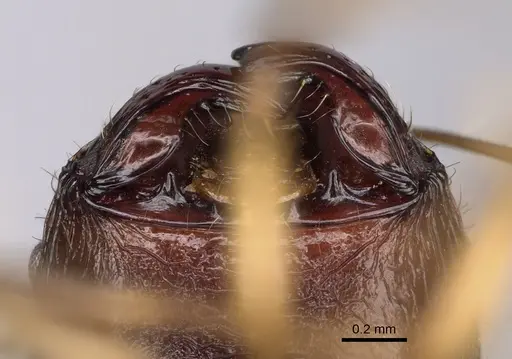 Pheidole bessonii specimen