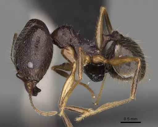 Pheidole bessonii - CASENT0008991