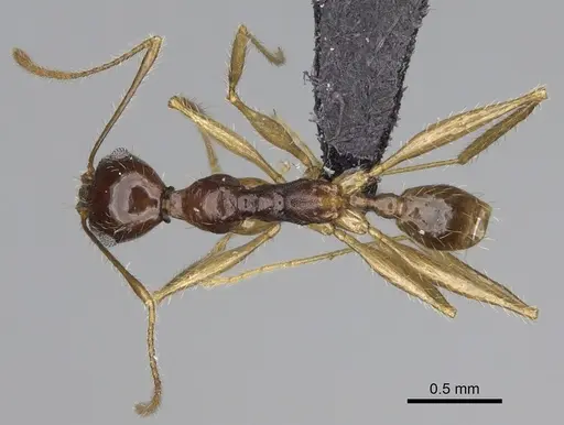 Pheidole bessonii - CASENT0008997
