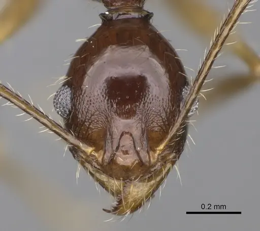 Pheidole bessonii - CASENT0008997