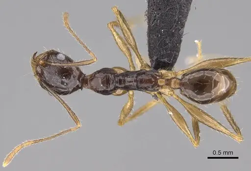 Pheidole bessonii - CASENT0014782