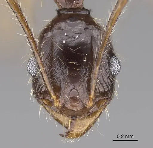 Pheidole bessonii - CASENT0014782