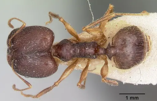 Pheidole bessonii - CASENT0101328